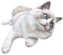 Белая кошка