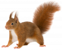 Белка