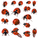 Божьи коровки