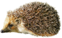 ежик