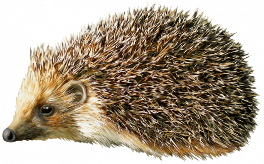 ежик