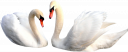 Лебеди