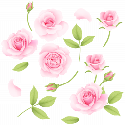 Розовые розы - цветы, розы, растения