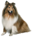 Собака колли