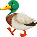 Утка